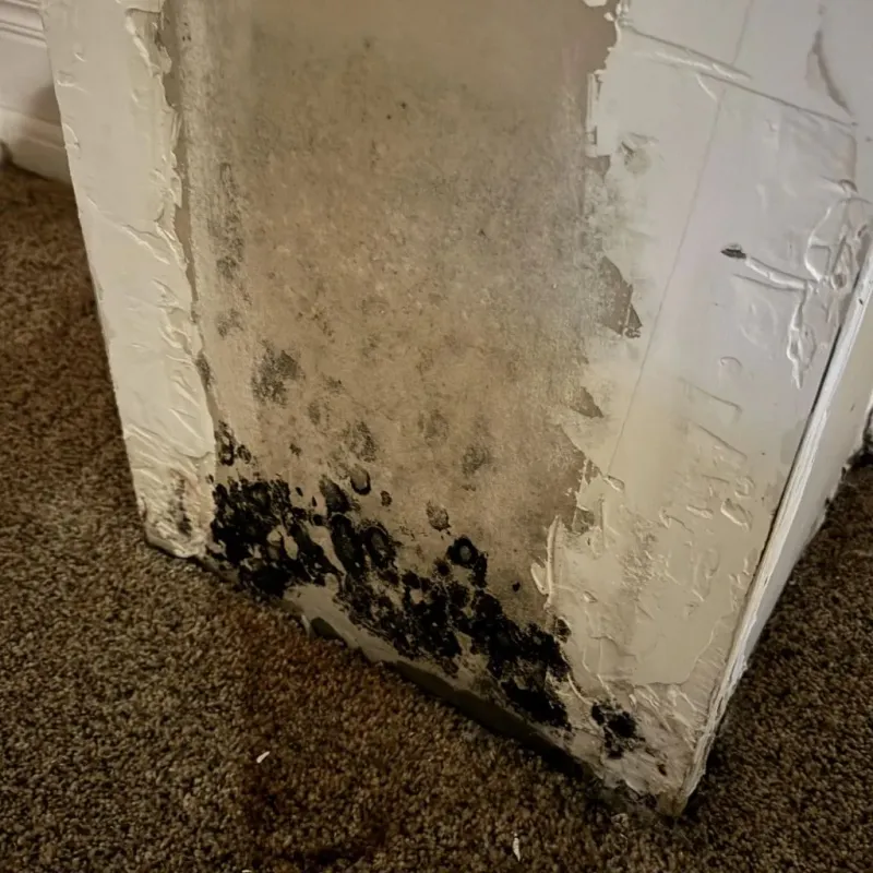 Professional Mold Removal in Newton County, AR